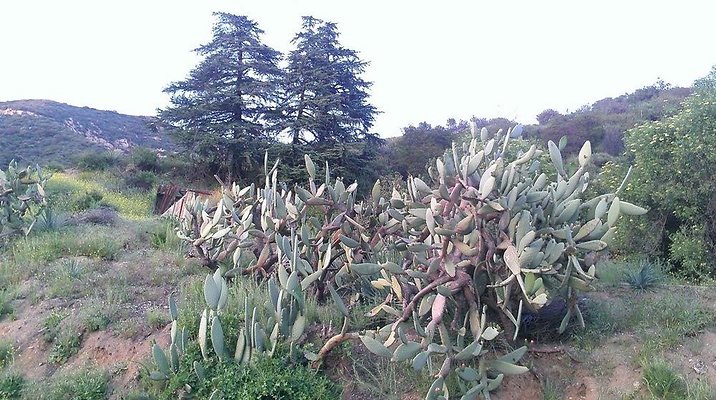 Zorthian.Gardens.Misc.25