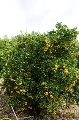 On.Loc.Garden.5043.Top.73