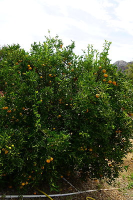 On.Loc.Garden.5043.Top.71