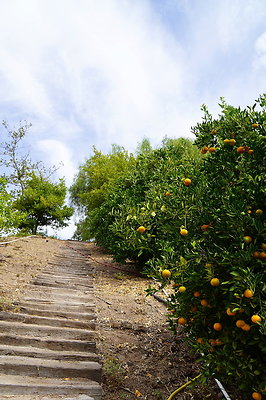 On.Loc.Garden.5043.Top.72