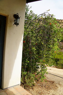 On.Loc.Garden.5043.Top.63