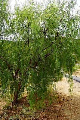 On.Loc.Garden.5043.Top.75