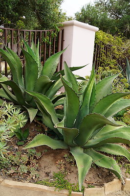 On.Loc.Gardens.4770.BU.02