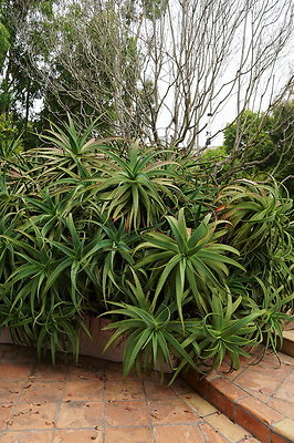 On.Loc.Gardens.4770.BU.12