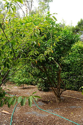 On.Loc.Gardens.4770.BU.62