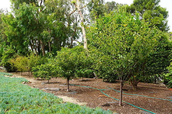 On.Loc.Gardens.4770.BU.61