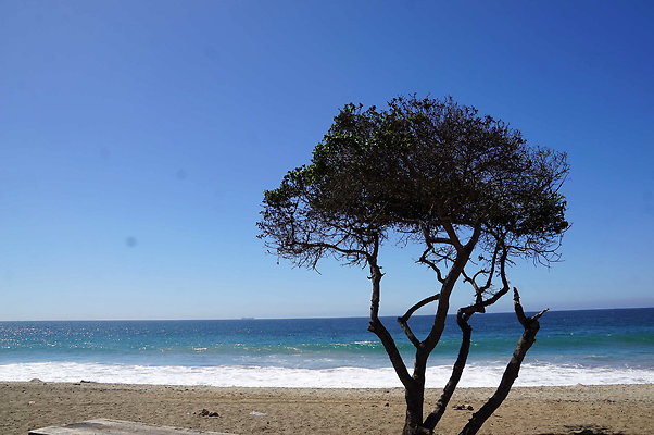 Sycamore.Cove.20