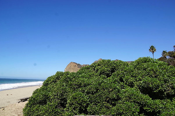 Sycamore.Cove.12
