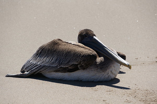 WIll Rogers.Beach.Towers.5.To.6.29 WIll Rogers.Beach.Towers.5.To.6.29