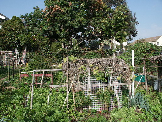 Crenshaw.Comm.Garden.06