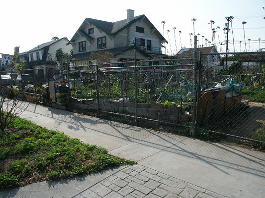 Crenshaw.Comm.Garden.47
