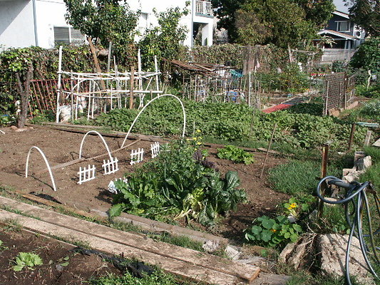 Crenshaw.Comm.Garden.33