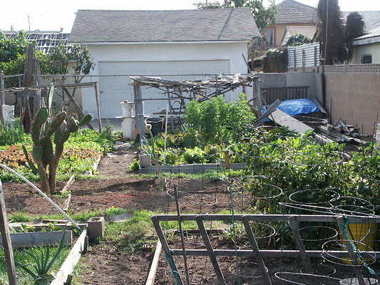 Crenshaw.Comm.Garden.31