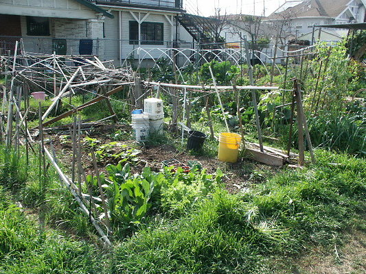 Crenshaw.Comm.Garden.09