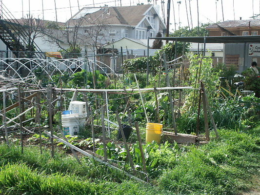 Crenshaw.Comm.Garden.02