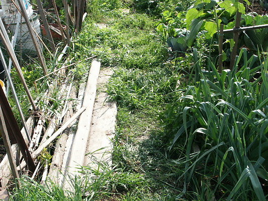 Crenshaw.Comm.Garden.11