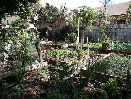 Union.Ave.Comm.Garden.08