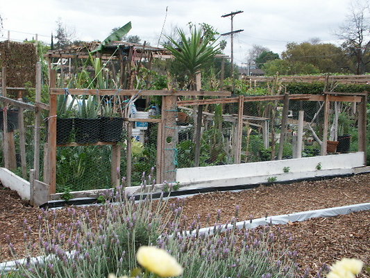 El.Sereno.Comm.Gardens.36