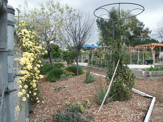 El.Sereno.Comm.Gardens.22