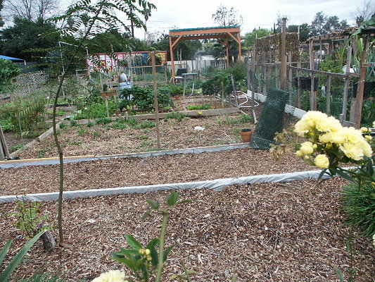 El.Sereno.Comm.Gardens.31