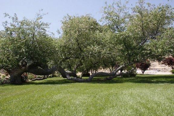 UNIVERSAL-8738-AGUA D Rose Garden   Reception Area-4