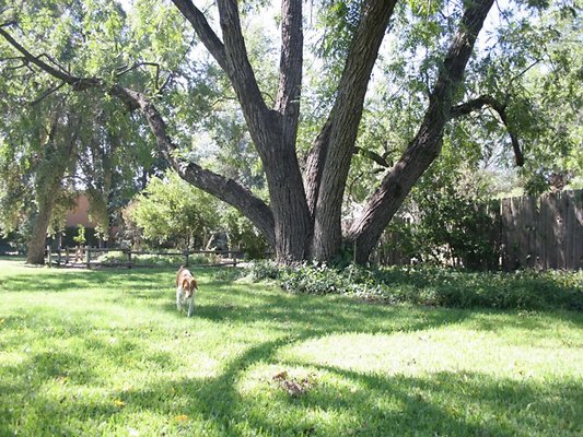 Thomann.BackYard.VN.10