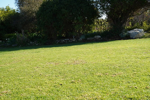 So.Coast.Grass.Lower.Meadow.05 So.Coast.Grass.Lower.Meadow.05