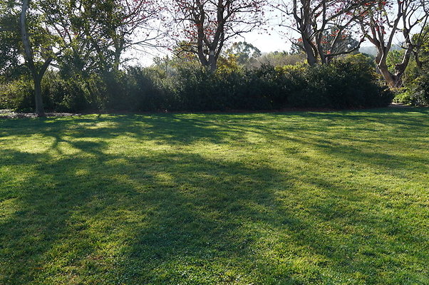 So.Coast.Grass.Upper.Meadow.48 So.Coast.Grass.Upper.Meadow.48