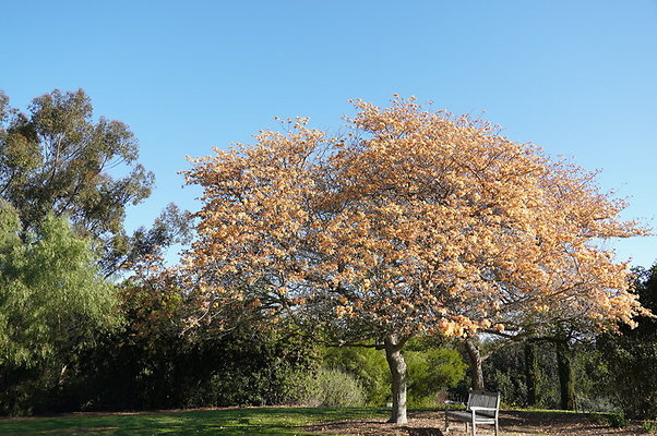 So.Coast.Grass.Upper.Meadow.63 So.Coast.Grass.Upper.Meadow.63