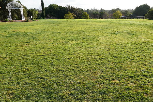 So.Coast.Grass.Upper.Meadow.19 So.Coast.Grass.Upper.Meadow.19