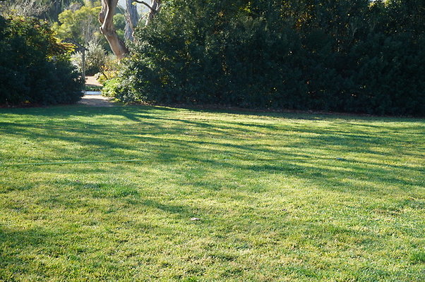 So.Coast.Grass.Upper.Meadow.43 So.Coast.Grass.Upper.Meadow.43