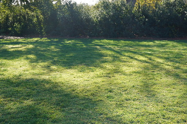 So.Coast.Grass.Upper.Meadow.41 So.Coast.Grass.Upper.Meadow.41