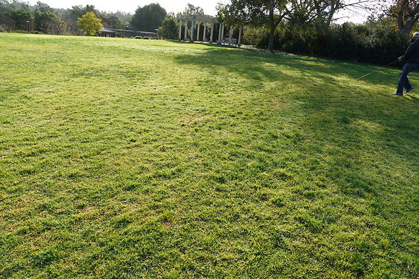 So.Coast.Grass.Upper.Meadow.20 So.Coast.Grass.Upper.Meadow.20