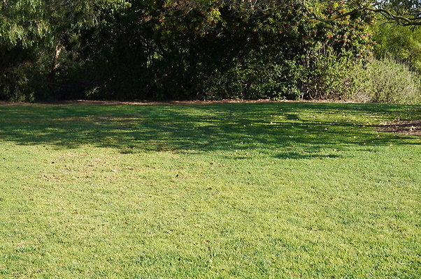 So.Coast.Grass.Upper.Meadow.59 So.Coast.Grass.Upper.Meadow.59