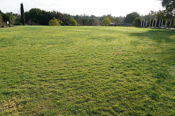 So.Coast.Grass.Upper.Meadow.13 So.Coast.Grass.Upper.Meadow.13