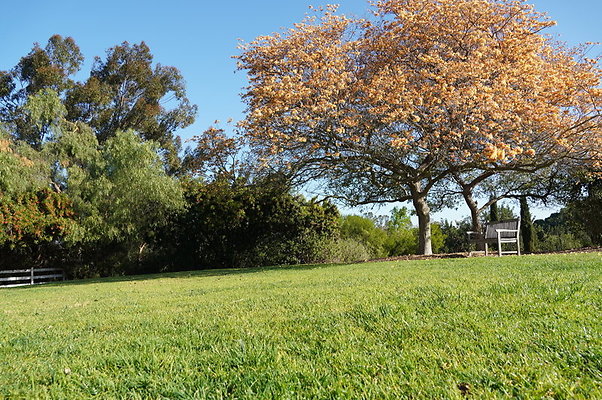 So.Coast.Grass.Upper.Meadow.62 So.Coast.Grass.Upper.Meadow.62