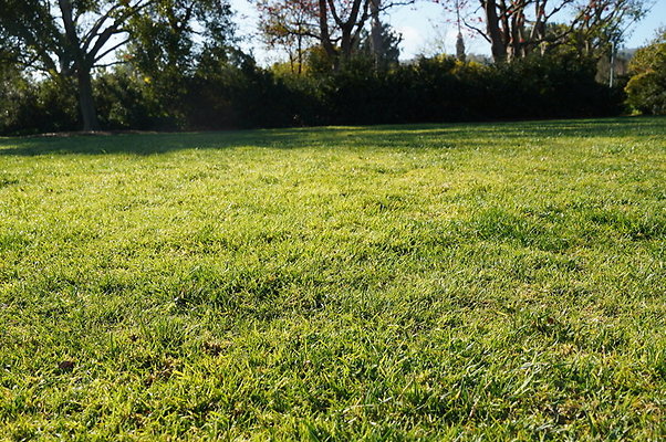 So.Coast.Grass.Upper.Meadow.51 So.Coast.Grass.Upper.Meadow.51