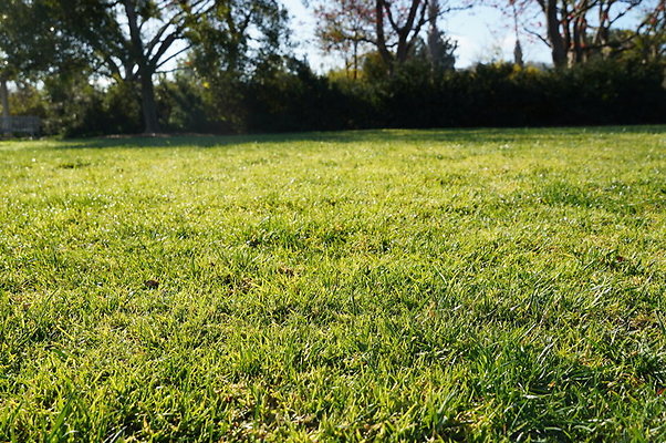 So.Coast.Grass.Upper.Meadow.54 So.Coast.Grass.Upper.Meadow.54