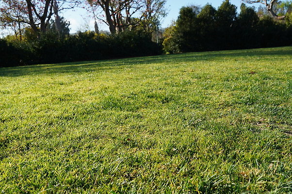 So.Coast.Grass.Upper.Meadow.52 So.Coast.Grass.Upper.Meadow.52