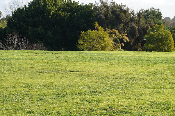 So.Coast.Grass.Upper.Meadow.37 So.Coast.Grass.Upper.Meadow.37