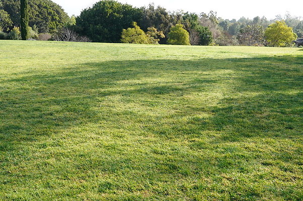 So.Coast.Grass.Upper.Meadow.28 So.Coast.Grass.Upper.Meadow.28