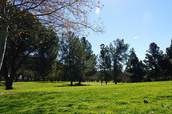 Vets.Park.Sylmar.Grass.04