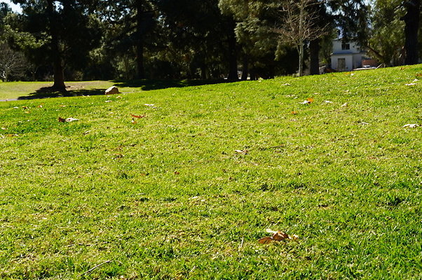 Vets.Park.Sylmar.Grass.15