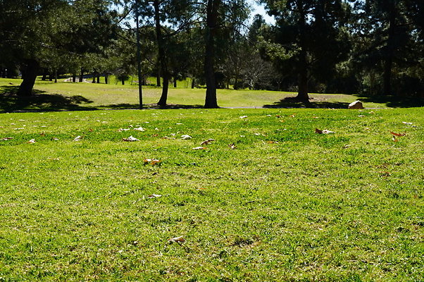 Vets.Park.Sylmar.Grass.14