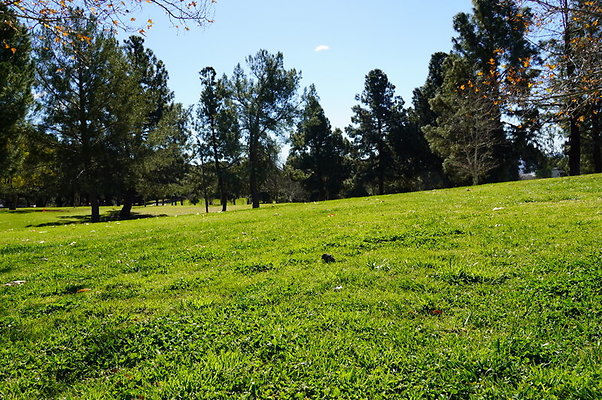 Vets.Park.Sylmar.Grass.02