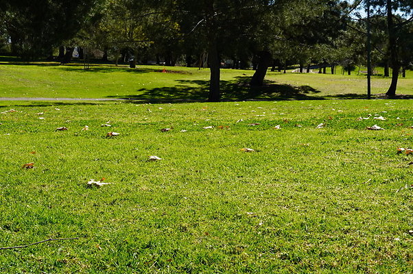 Vets.Park.Sylmar.Grass.13