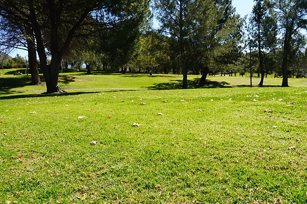 Vets.Park.Sylmar.Grass.10