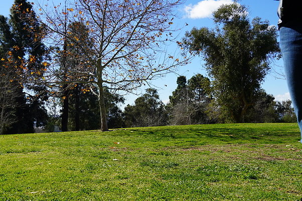 Vets.Park.Sylmar.Grass.09