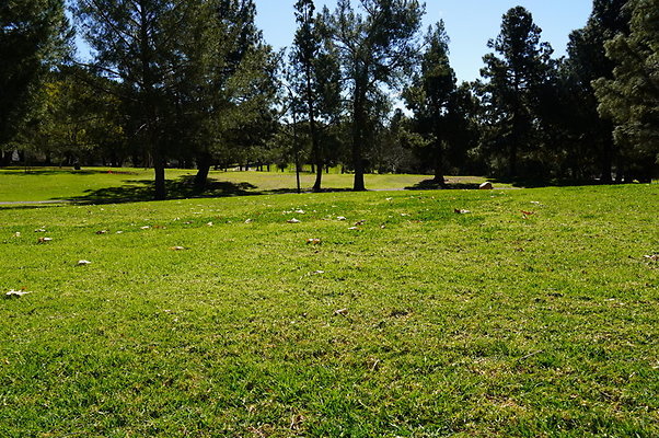 Vets.Park.Sylmar.Grass.11