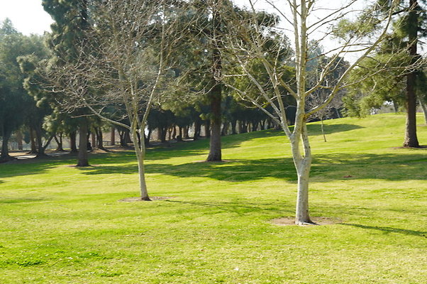 Vets.Park.Sylmar.Area.4.14